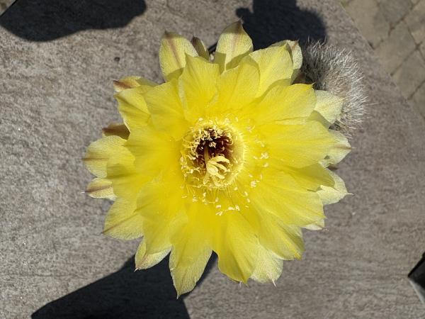 Lobivia leucomalla